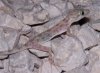 Gecko.jpg
