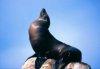 SeaLion.jpg
