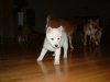 DSCF0049.JPG
