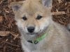 Ryker-Face.JPG