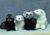 ferrets.jpg