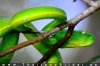 white-lipped-green-pitviper.jpg