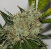 white_rhino_seeds.jpg
