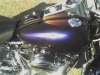 harleychameleon.jpg