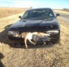 car eats deer.jpg