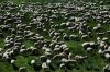 Sheep.jpg