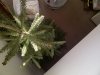 IMG-20151129-02061.jpg