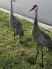 IMG_0495.jpeg