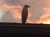 IMG_1958.jpeg