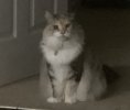 IMG_2621.jpeg