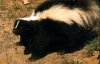 SKUNK.jpg
