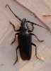 giant-beetle.jpg