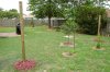 BackYardII0002.JPG
