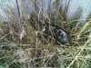 possum.jpg