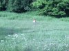 deer.jpg