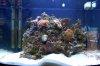 Aquarium400001.JPG
