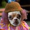 dog.jpg
