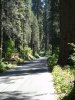 adv.sequoia 039.jpg