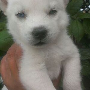huskies