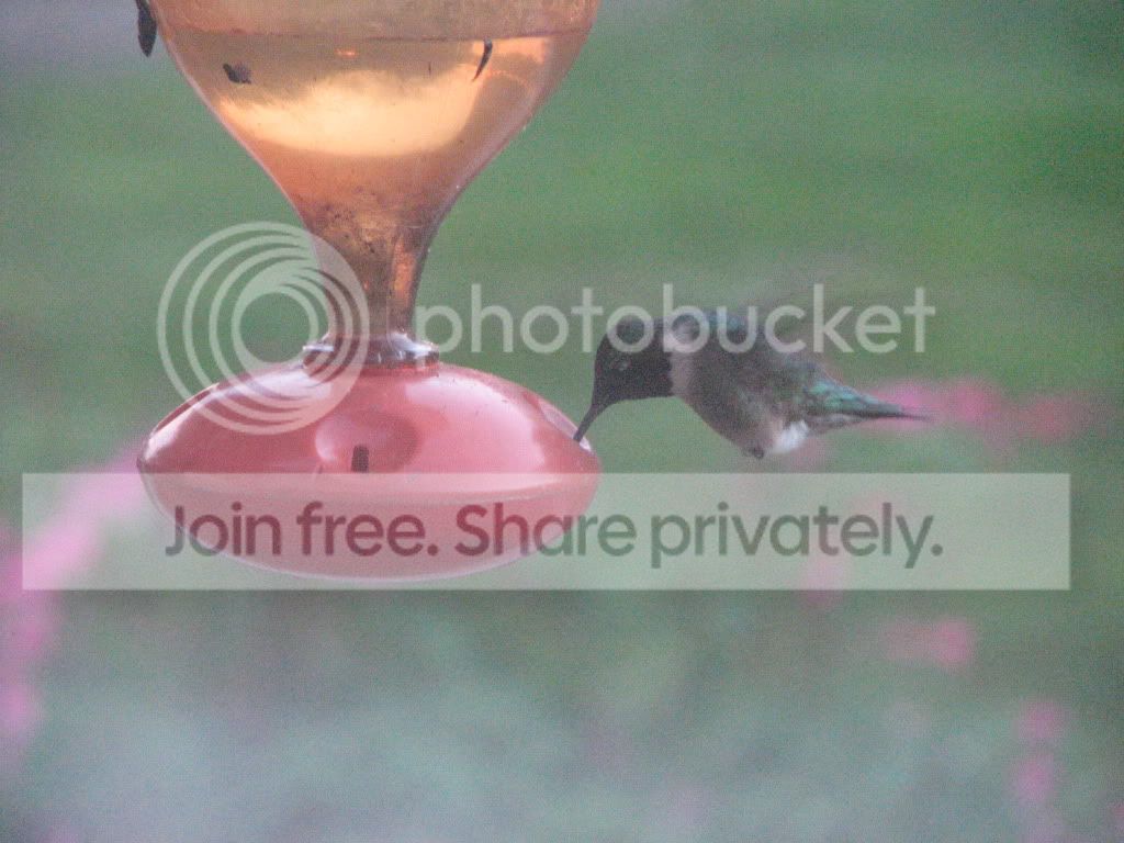 birds029.jpg