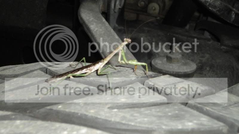 DSC01353_zps5c33d9de.jpg