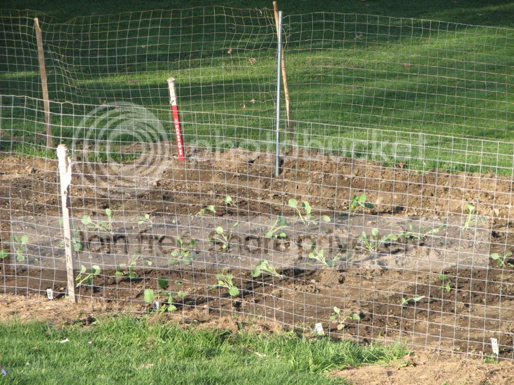 bowlinggarden133.jpg
