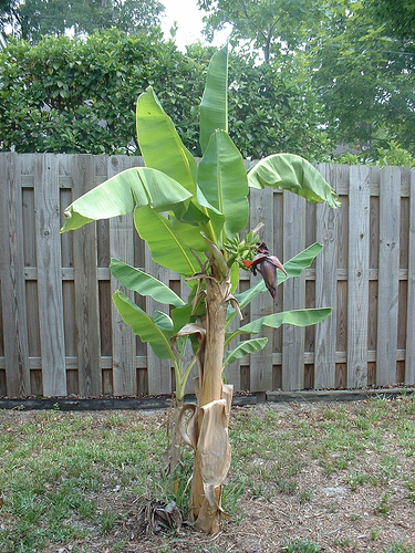 Banana_tree_353.jpg