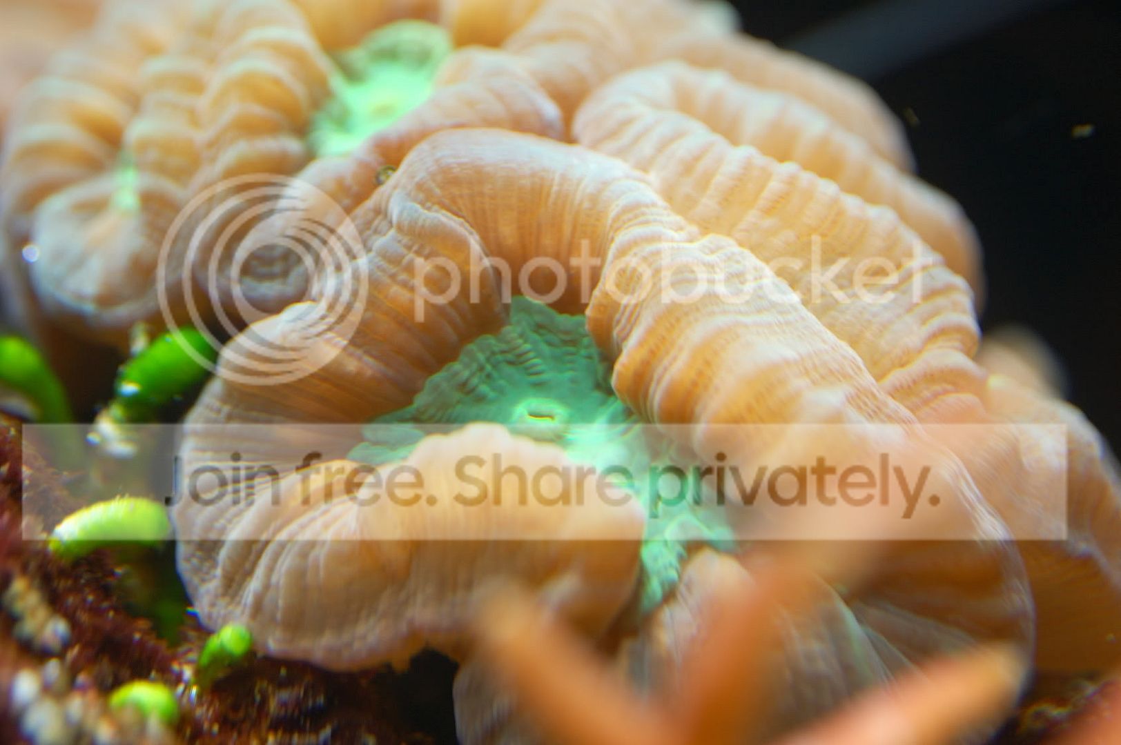 Corals2009-03-18_16.jpg