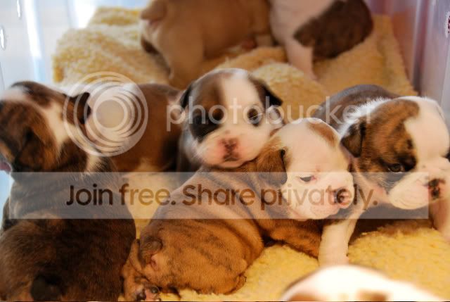Puppies5.jpg