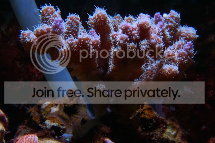 Corals2008-12-13_15.jpg