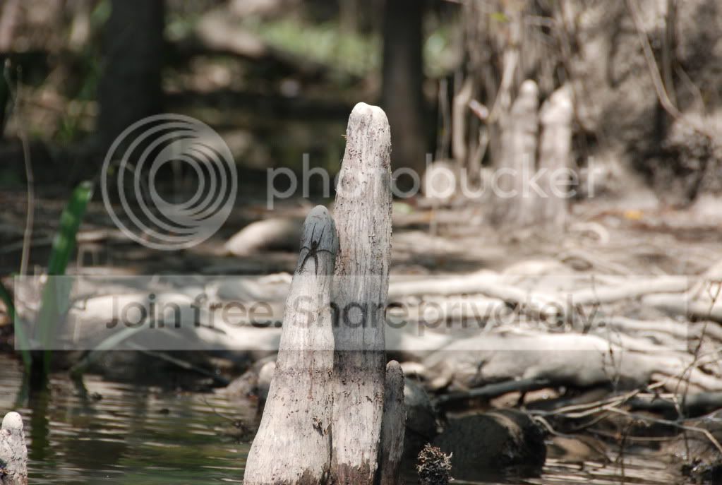 howardscreek011.jpg