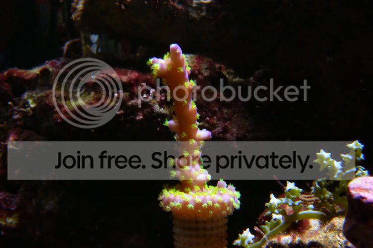 Corals2008-12-07_8.jpg