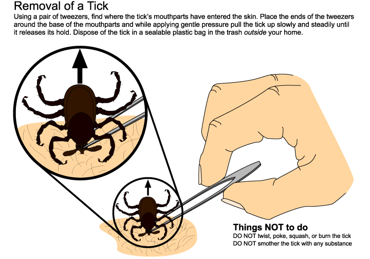 tick05.gif