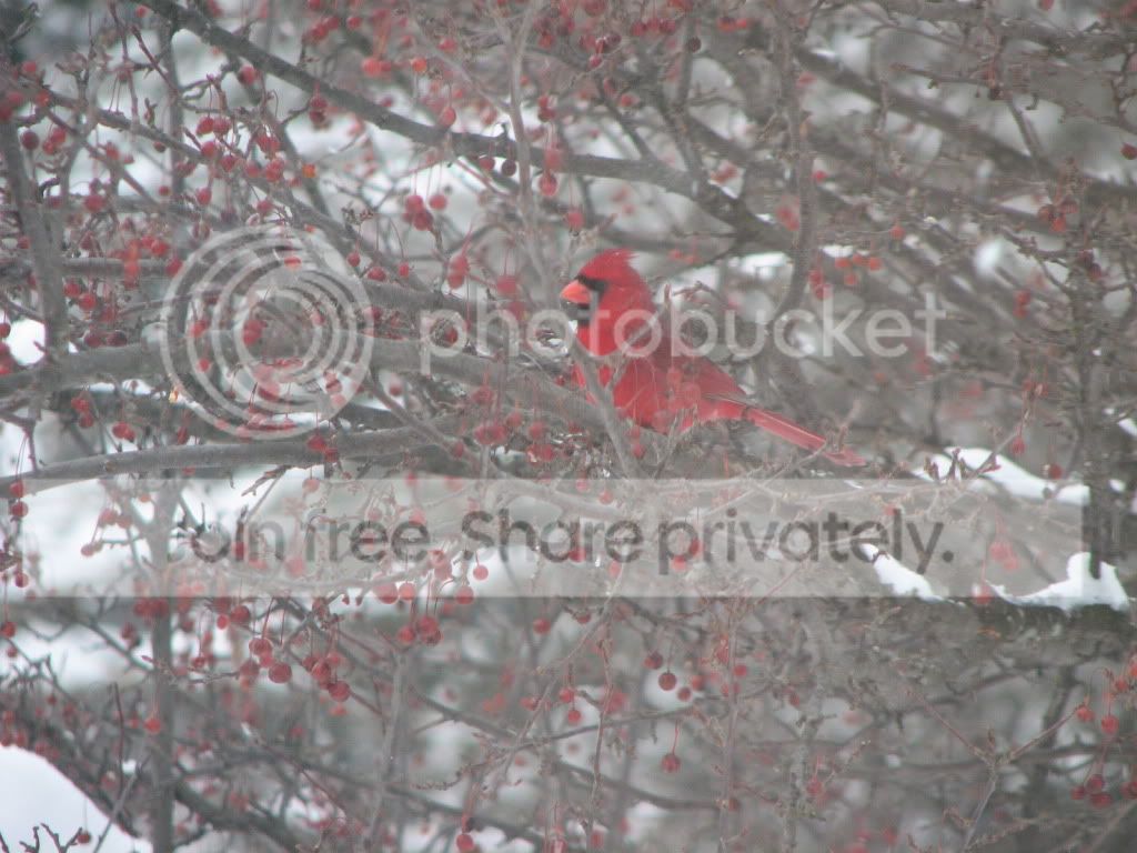 jan10005.jpg