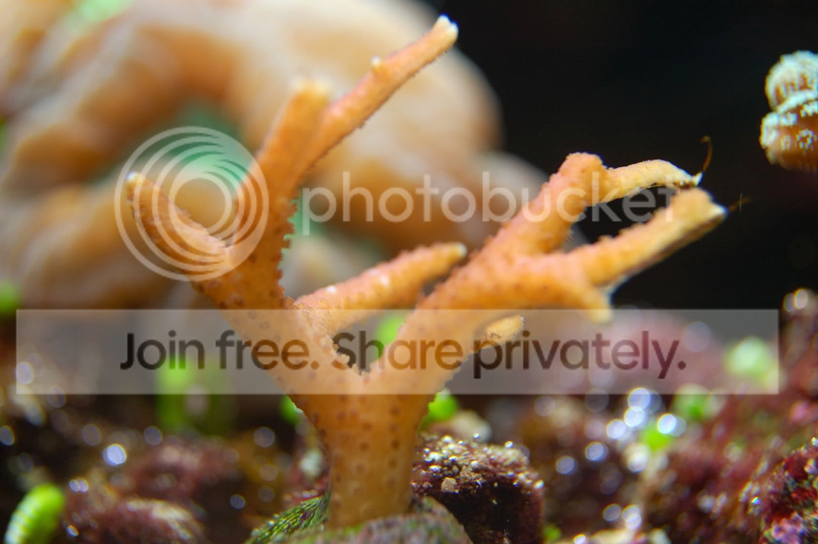 Corals2009-03-18_14.jpg