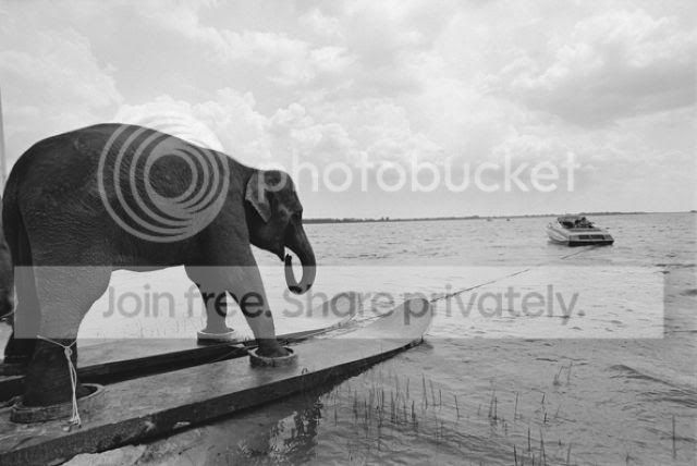 skielephant.jpg