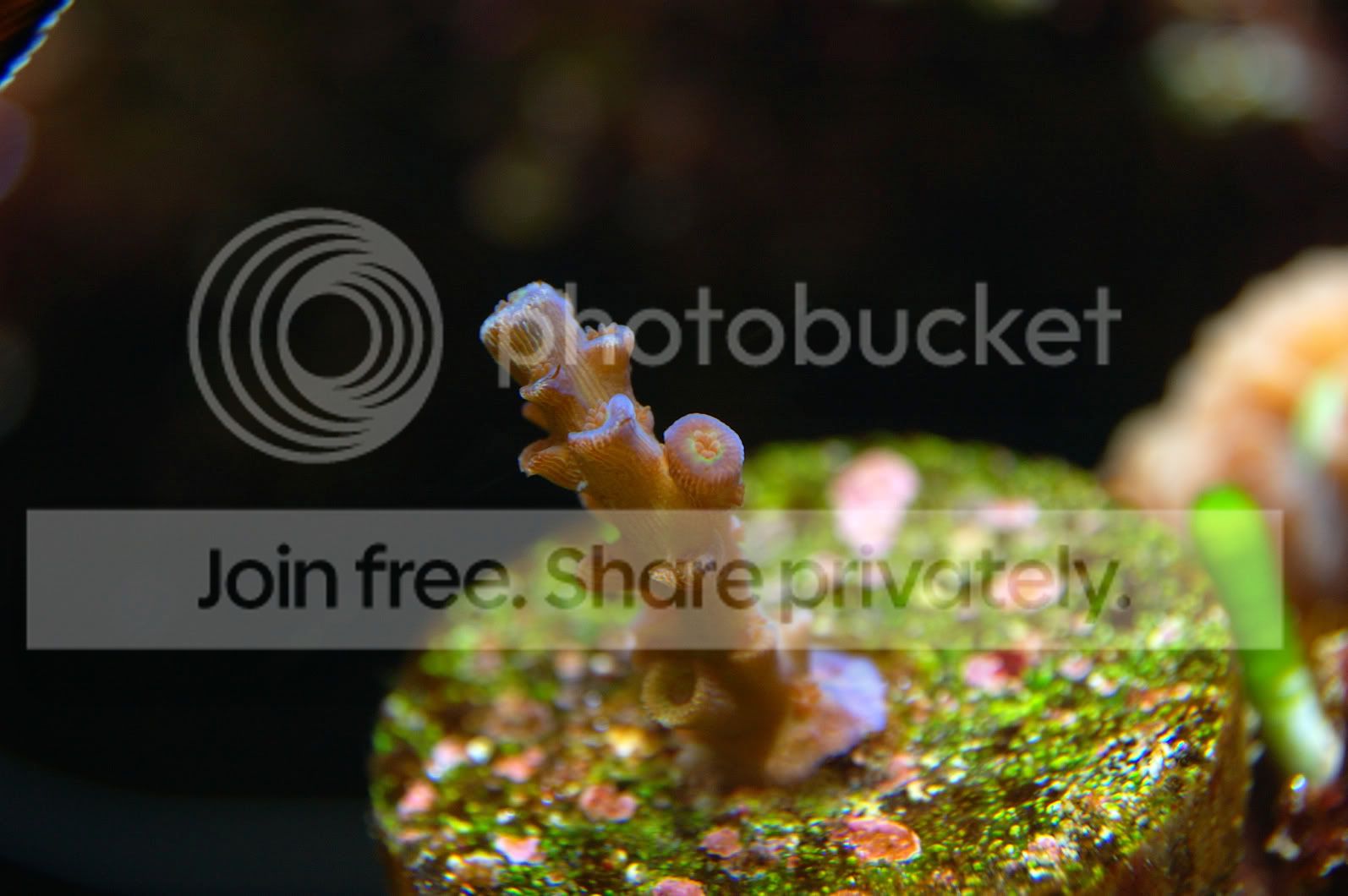 Corals2009-03-18_15.jpg