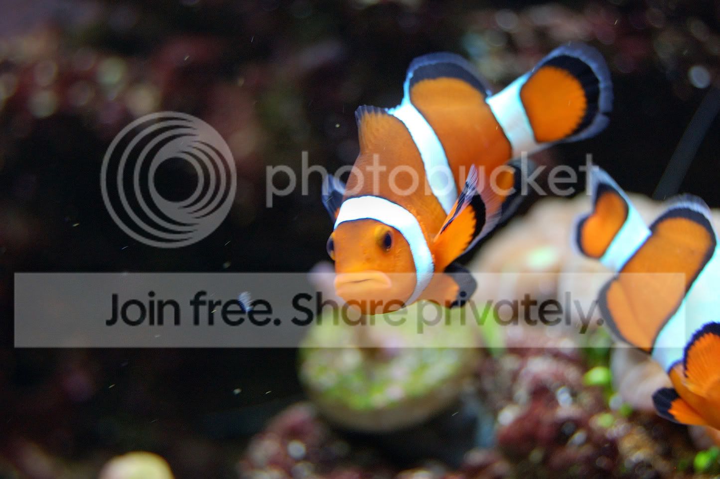 Fish2009-03-15_54.jpg