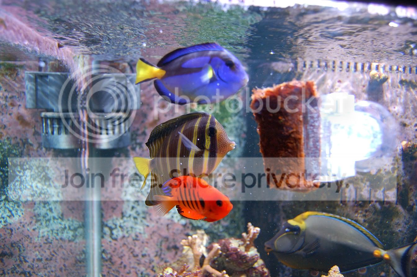 Fish2009-03-15_11.jpg