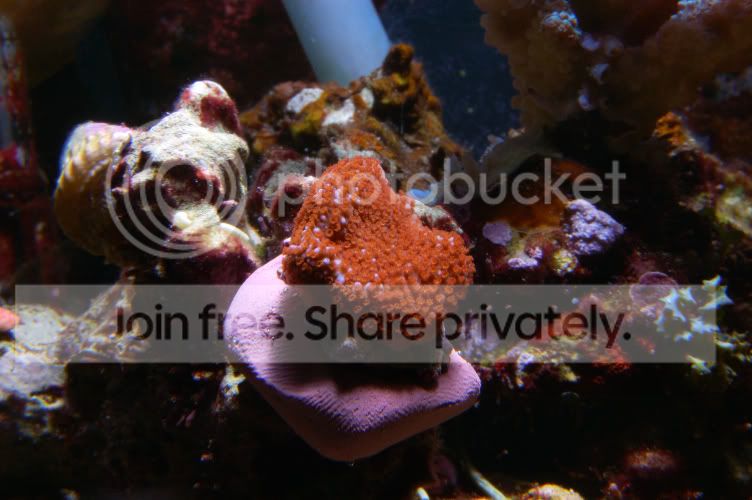 Corals2008-12-07_2.jpg