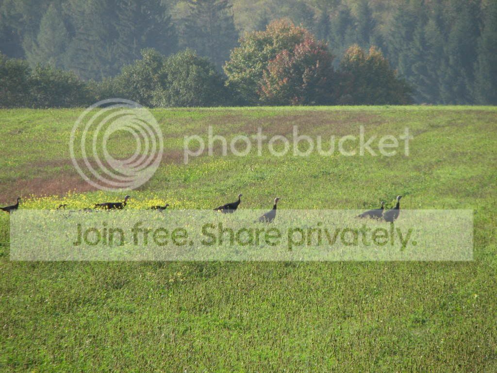 BirdsandWildlife018.jpg