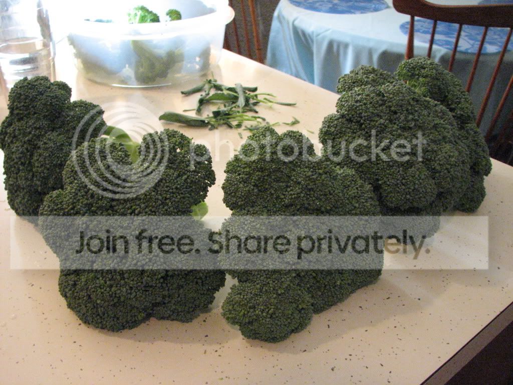 Misc709019.jpg