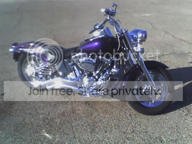 harleychameleon2.jpg