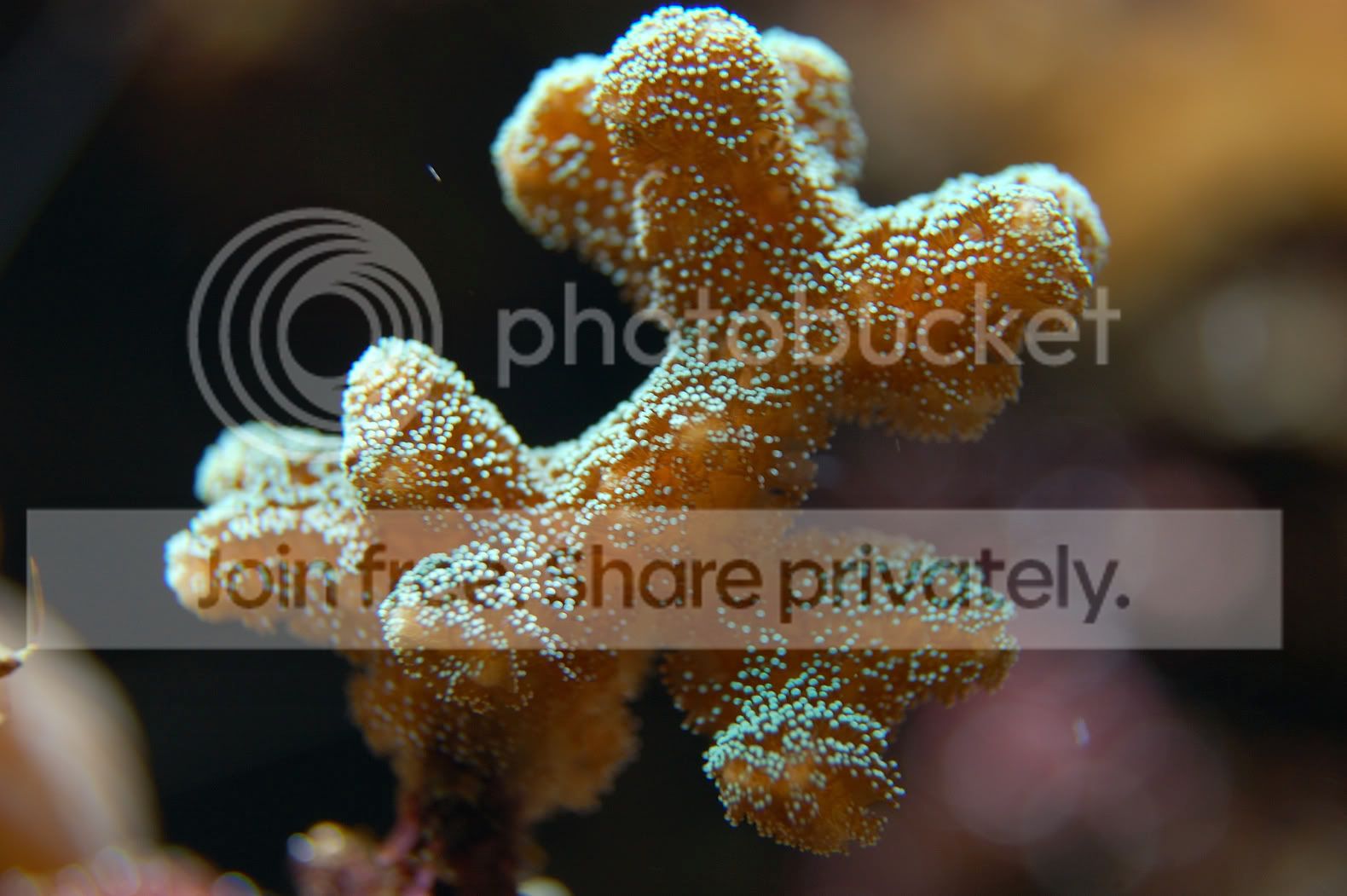 Corals2009-03-18_13.jpg