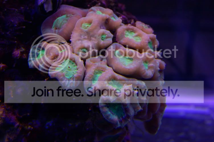Corals2008-12-19_3.jpg