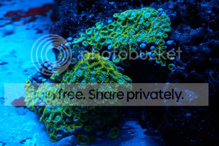 Corals2008-12-14_2.jpg