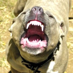 pitbull.jpeg