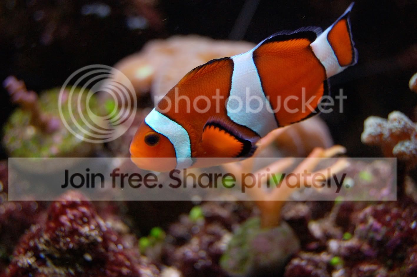 Fish2009-03-15_52.jpg