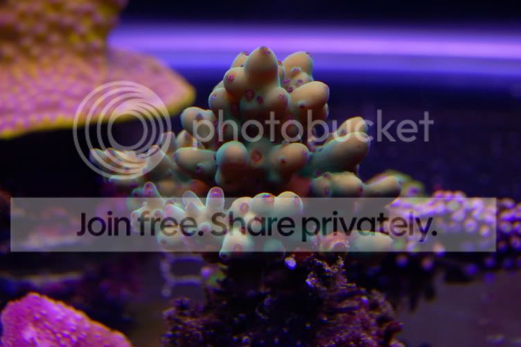 Corals2008-12-19_6.jpg