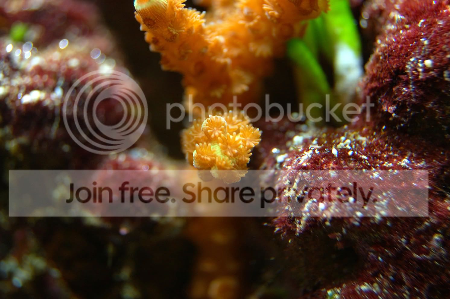 Corals2009-03-18_10.jpg